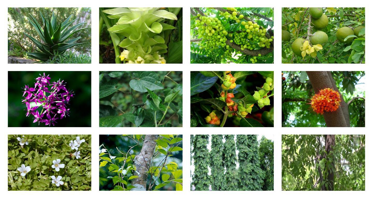 FLORAIS BELAS GERAIS